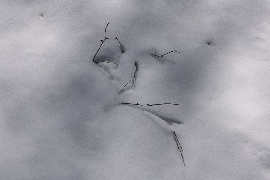 Photo of Late Spring Snow with Stick-y Plants Poking Through.